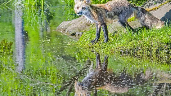 Zaō Fox Village