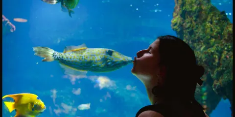 拉羅謝爾水族館