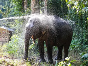 Wild Elephant Valley