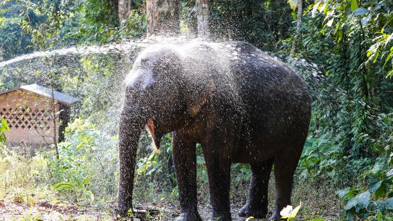 ทัวร์วันเดียว/ทัวร์หลายวัน หุบเขาช้างป่าสิบสองปันนาและอุทยานป่าดึกดำบรรพ์แห่งยูนนาน ประเทศจีน พร้อมบริการภาษาอังกฤษและภาษาจีน