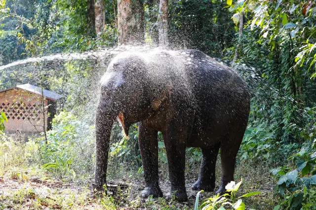 Elephant Interactions in Jinghong