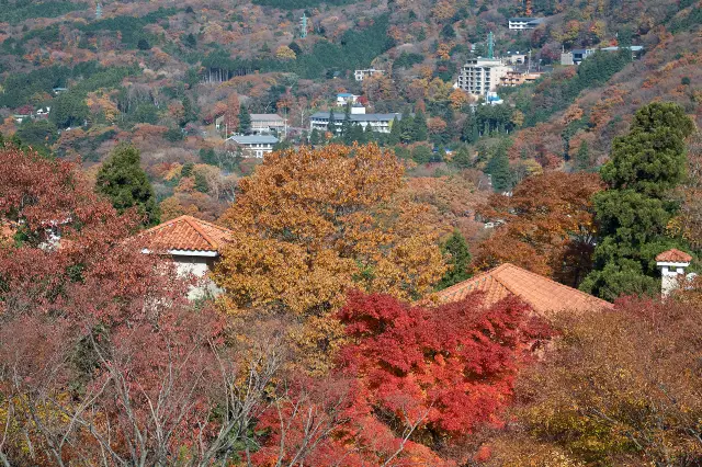 การชมใบไม้เปลี่ยนสีที่ฮาโกเน่