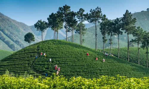Tea Picking in Anji