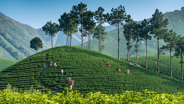 Tea Picking in Anji