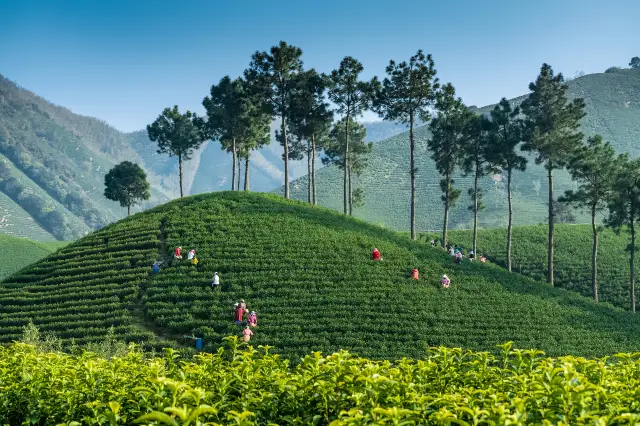 Tea Picking in Anji