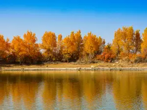 Thousand-Acre Populus Euphratica Viewing Area