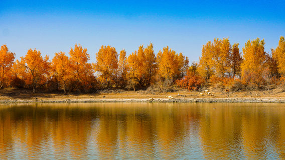 Thousand-Acre Populus Euphratica Viewing Area