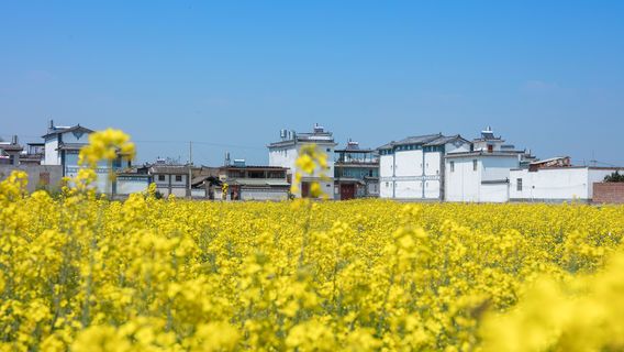 Rapeseed Flower Viewing in Dali
