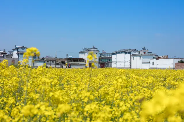 大理賞油菜花