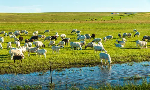 Ulagai Grassland