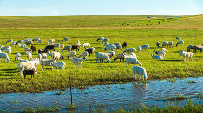 Ulagai Grassland