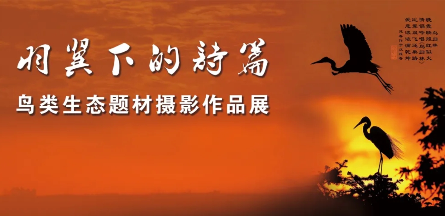 《羽翼下的詩篇》鳥類生態題材攝影作品展 | 哈爾濱博物館