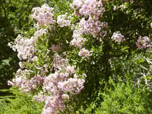 Popular Spring Outings in Adelaide