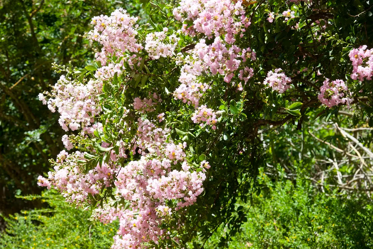 4_Adelaide Botanic Garden