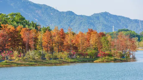 Bald Cypress Tree Viewing in Shenzhen attraction in Shenzhen