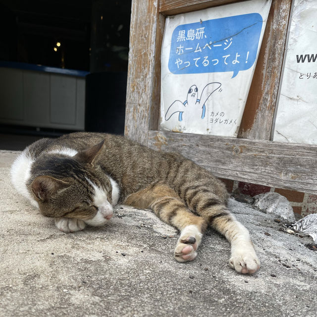 日本最南端の小さな水族館。黒島研究所。