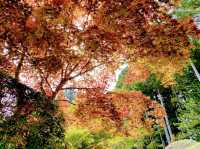 高野山はけっこう涼しい