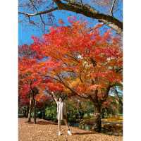「日本奈良公園」 必看紅葉，仲有門票free哦！