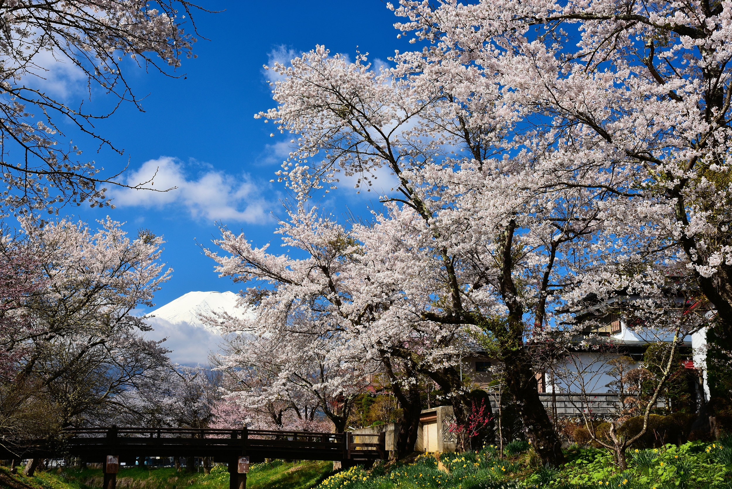 Mount Yoshino Cherry Blossoms🌸Thousands of Trees & Historic