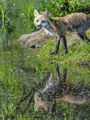 Làng cáo Zao Fox Village