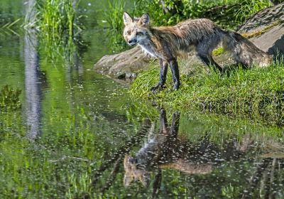 Zao Fox Village