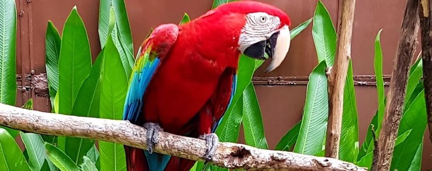 Penang Bird Park