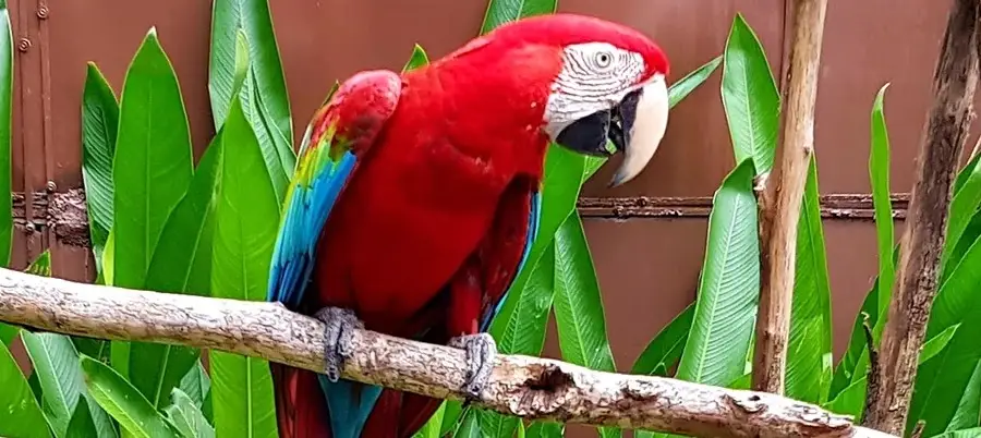 Penang Bird Park