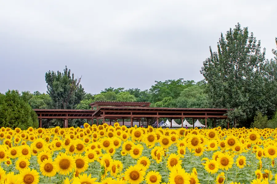 Sunflower Garden, Forest Park