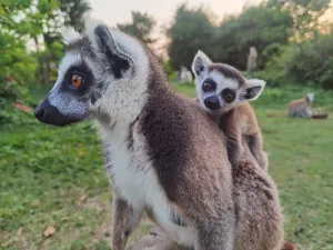 Swan Lake Animal Park