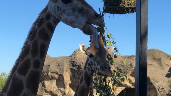 Roar and Snore Taronga Zoo