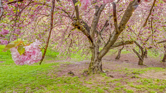 Sakura Castle Site Park