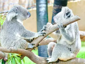 Koala Conservation Reserve