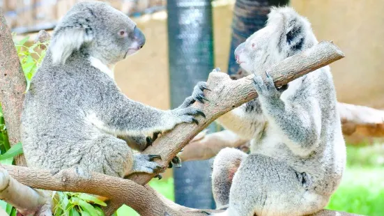 Koala Conservation Reserve