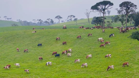 Ambewela Farm