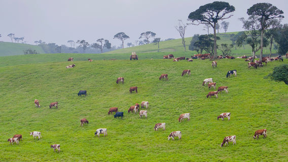 Distrik Nuwara Eliya