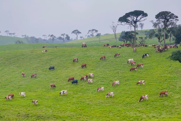 Ambewela Farm