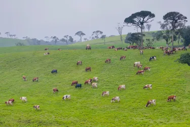 Ambewela Farm