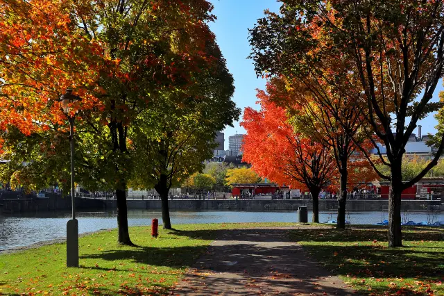 蒙特利爾賞楓