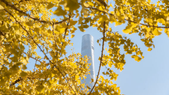 Ginkgo Viewing in Shanghai