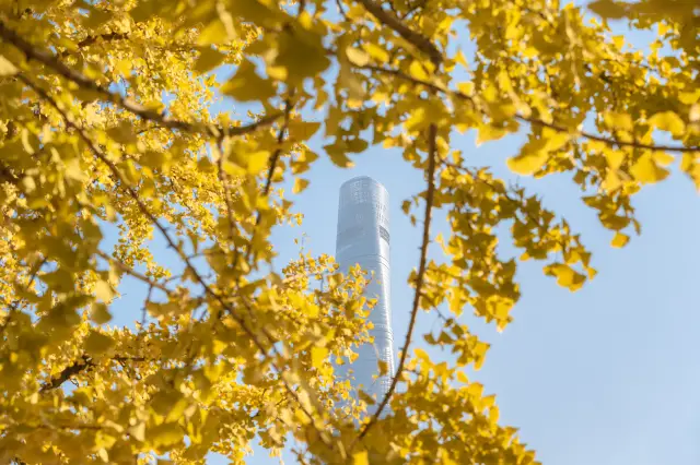 Ginkgo Viewing in Shanghai