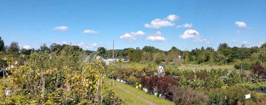 F.A. Guernsey & Co, Guernsey’s Schoharie Nurseries