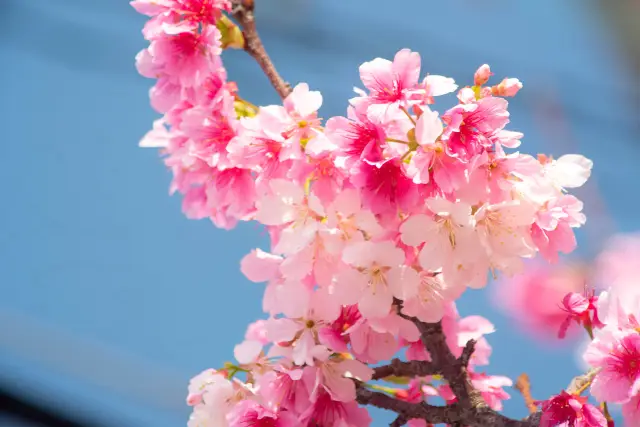 Cherry Blossom Viewing in Okinawa Prefecture