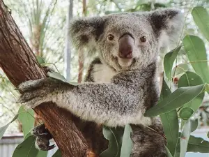 The Koala Park by Selina