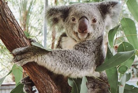 The Koala Park by Selina