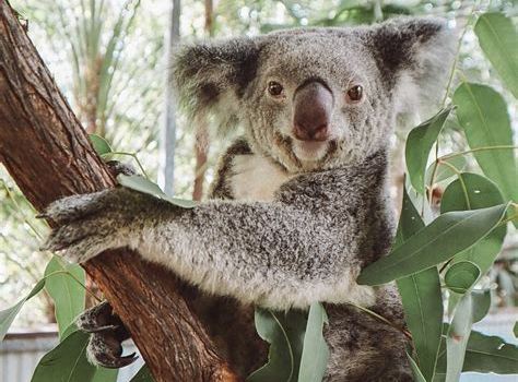 The Koala Park by Selina