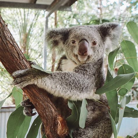 The Koala Park Magnetic Island