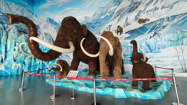 Qinggang County Quaternary Paleontological Fossil Museum