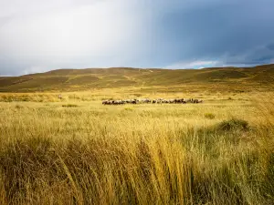 Ganjia Grassland