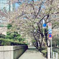 来る葉桜を想う花吹雪
