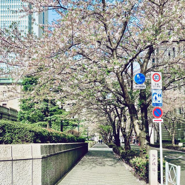 来る葉桜を想う花吹雪